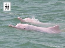 Hydrophones can save Chinese white dolphins Hydrophones can save Chinese white dolphins